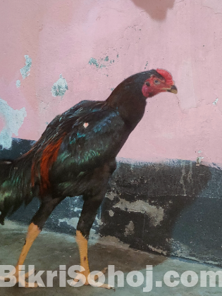 Indian asil murog original